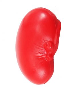 لعبة مكافحة الإجهاد بشكل كلى (Kidney Stress Toy) - مع الطباعة